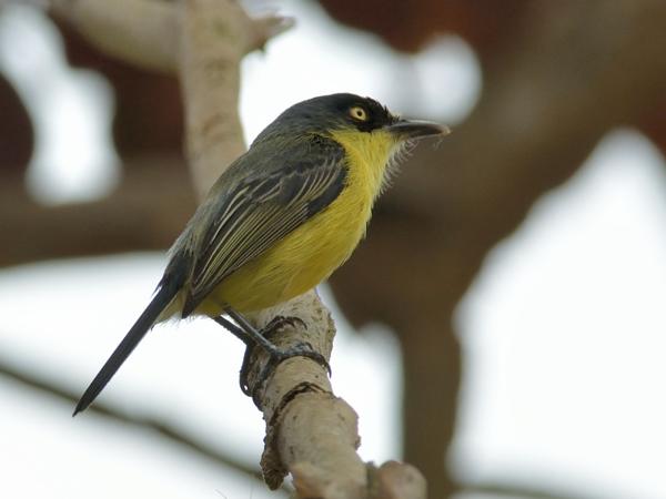 <h3><a href="/trips/salesopolis-2014/biota/animalia/chordata/aves/040 passeriformes/011 tyrannidae/todirostrum cinereum/todirostrum cinereum-nl.html">Todirostrum&nbsp;cinereum</a> / Common&nbsp;tody‑flycatcher / Geelbuikschoffelsnavel</h3>NIKON D7100 met AF-S Nikkor 300mm f/2.8G IF-ED VR II, 1/500 sec  bij F7.1, ISO 400, afstand 7.94&nbsp;m